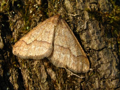 <i>Phigaliohybernia marginaria</i>