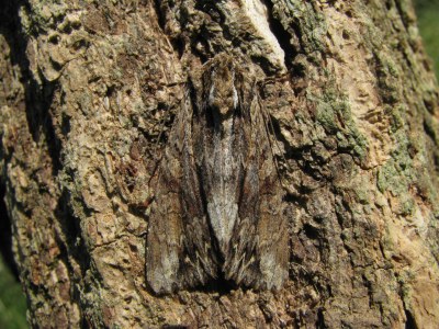 Apamea monoglypha