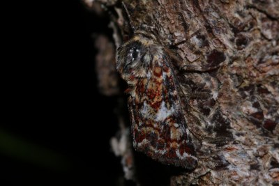 Anarta myrtilli