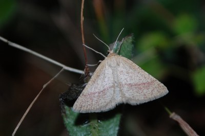 Aplasta ononaria