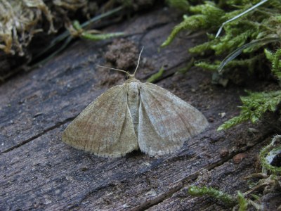 Aplasta ononaria