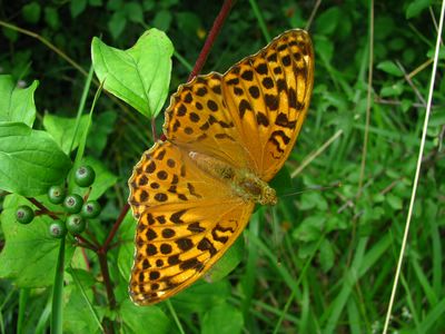 <i>Argynnis paphia</i>