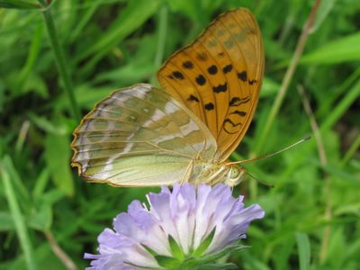 <i>Argynnis paphia</i>