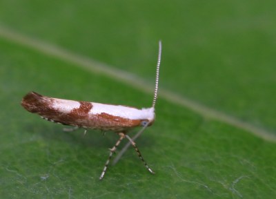 Argyresthia pruniella