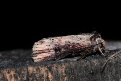Axylia putris