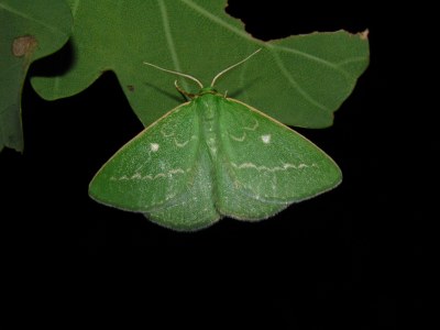 <i>Thetidia smaragdaria</i>