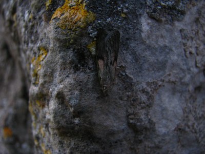 Aphomia sociella