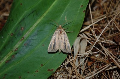 Globia sparganii