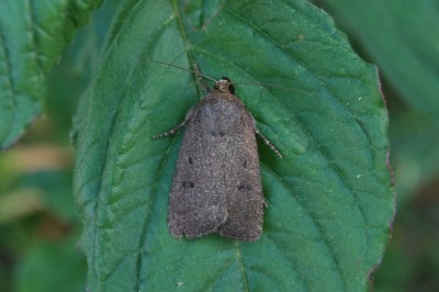 Amphipyra tragopoginis