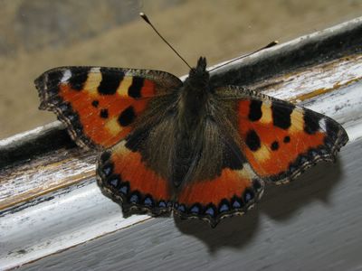 <i>Aglais urticae</i>