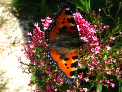 <i>Aglais urticae</i>