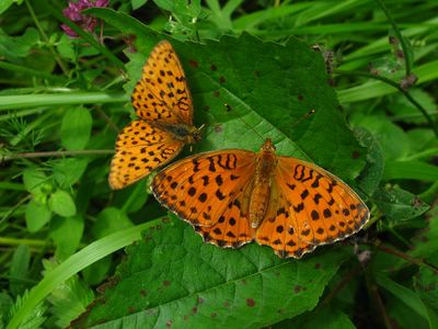 <i>Brenthis daphne</i>
