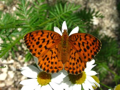 <i>Brenthis daphne</i>