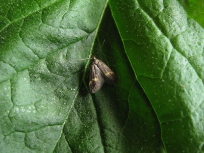 Borkhausenia minutella