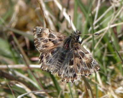 <i>Carcharodus alceae</i>
