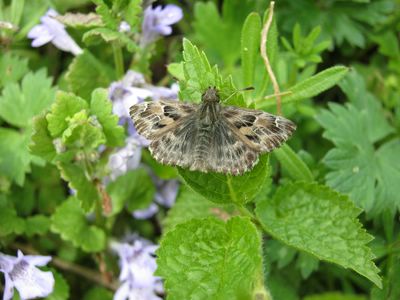 <i>Carcharodus alceae</i>