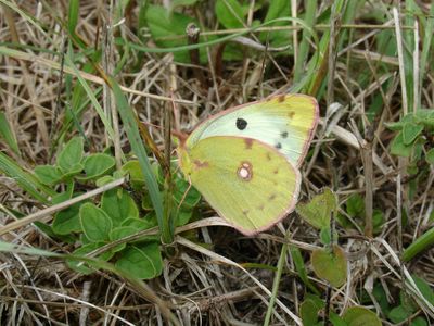Colias alfacariensis