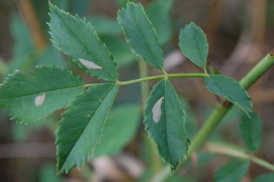 Coptotriche angusticollella