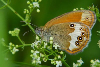 <i>Coenonympha arcania</i>