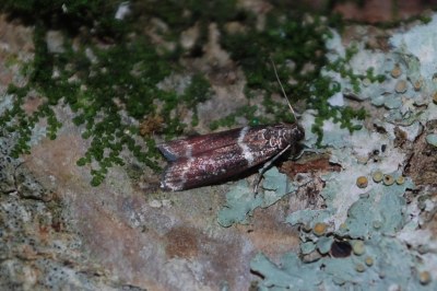 Cryptoblabes bistriga