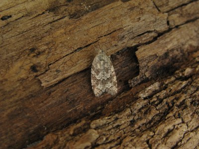 Cnephasia communana