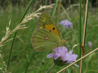 <i>Colias crocea</i>