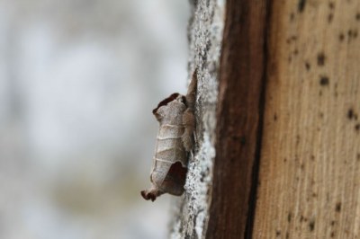 Clostera curtula