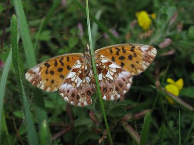 <i>Boloria dia</i>