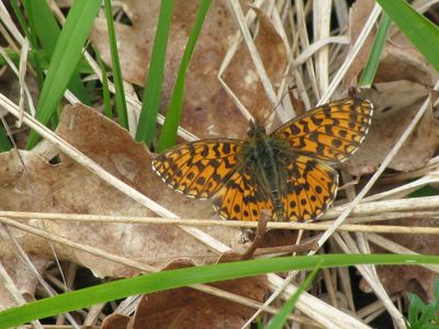 <i>Boloria dia</i>
