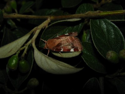 Cosmia diffinis