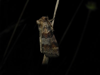 <i>Cymatophorina diluta</i>