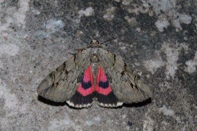 Catocala electa