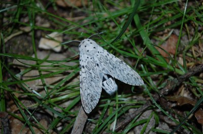 Cerura erminea