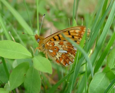 <i>Boloria euphrosyne</i>