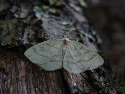 Cabera exanthemata