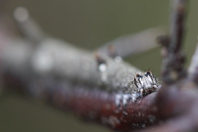 Catocala fulminea