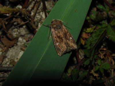 Helotropha leucostigma