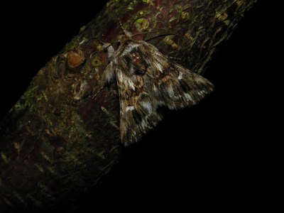Calophasia lunula