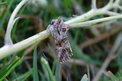 Calophasia lunula