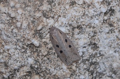 Chilodes maritima
