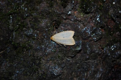 <i>Cybosia mesomella</i>