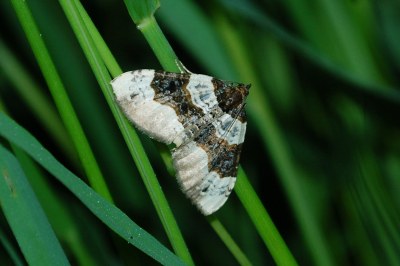 Cosmorhoe ocellata
