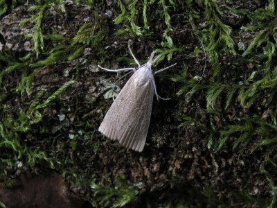 Calamotropha paludella