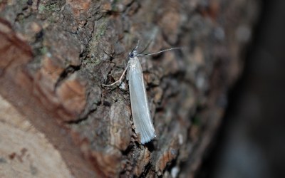 Crambus perlellus