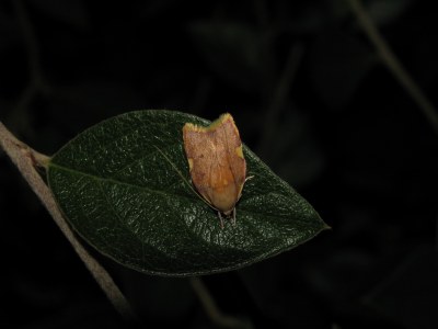 Carcina quercana