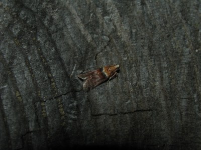 Acrobasis repandana