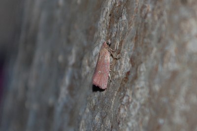 Celypha rosaceana