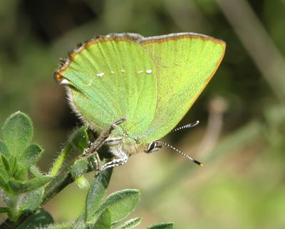<i>Callophrys rubi</i>