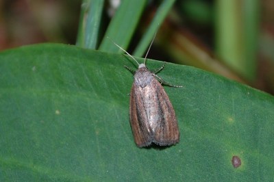 Coenobia rufa