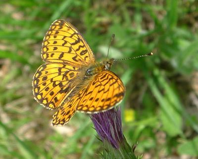 <i>Boloria selene</i>